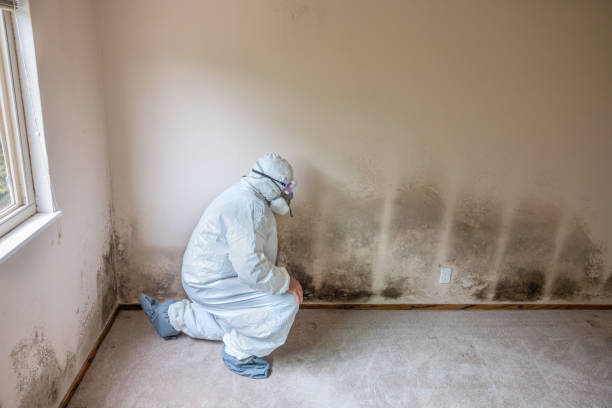 Best Post-Construction Mold Inspection  in Caoncito, NM