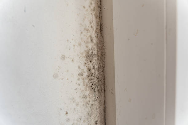 Best Asbestos and Lead Testing During Mold Inspection  in Caoncito, NM
