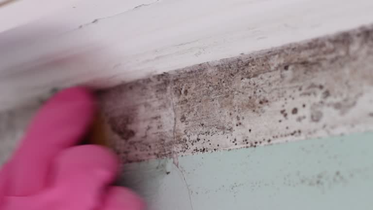 Best HVAC Mold Inspection and Cleaning  in Caoncito, NM